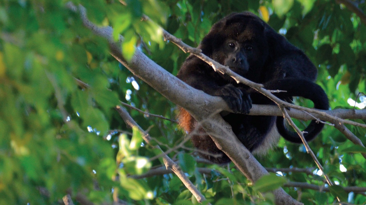 Photo of Outdoor in Tamarindo